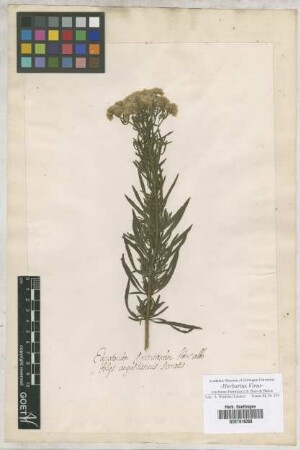 Eupatorium