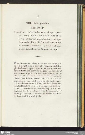 Trigonia spectabilis. Tab. DXLIV