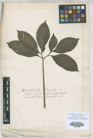 Arum