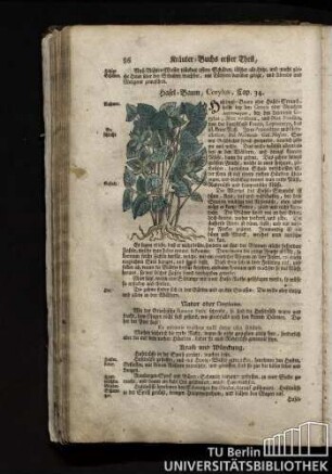 Cap. 34. Hasel-Baum, Corylus.