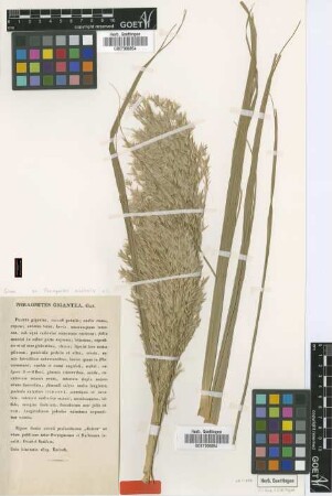 Phragmites gigantea J.Gay [type]