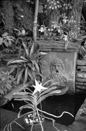 Botanischer Garten. Gewächshaus