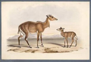 Nilghau Portax Picta [bis] Persian Deer Cervus Maral