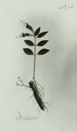 Noronha: Icones plantarum javanicarum "Pepetisan
