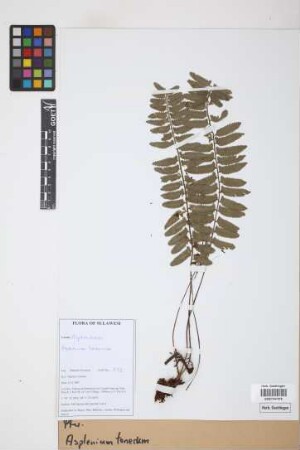 Asplenium tenerum G.Forst.