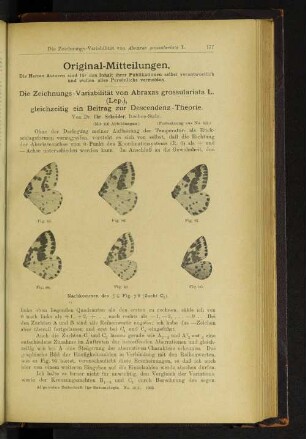 Die Zeichnungs-Variabilität von Abraxas grossulariata L. (Lep.), gleichzeitig ein Beitrag zur Descendenz-Theorie.