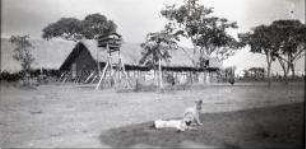 Zwei Katzen auf einer Farm in Angola