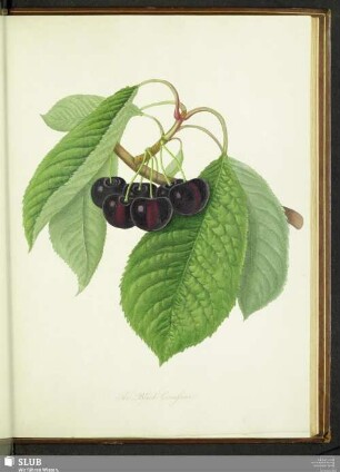 The Black Circassian
