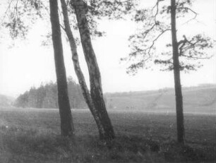 Waldrand am Braunkohlentagebau Hirschfelde (Kopalnia Turoszów), östlich der Lausitzer Neiße; seit 1945 Polen