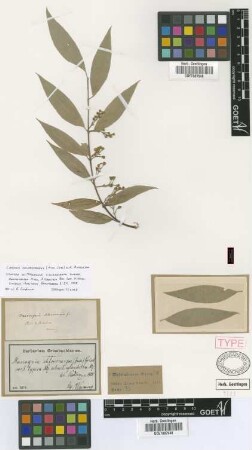 Mascagnia chlorocarpa (A.Juss.) Griseb. subvar. eglandulosa Nied.