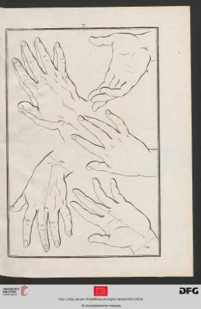 Taf. 7 [Hände (Proportionen; Kontur)]