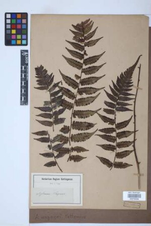 Asplenium wagneri Mett.