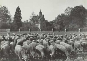 Schloss Gauernitz mit Schafherde