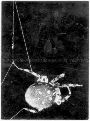 Spinne beim Spinnen