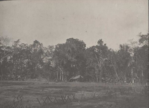 Forêt-galerie sur la rivière Livale près de Livale