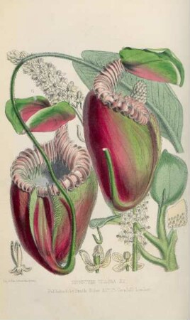 Nepenthes villosa. H. f.