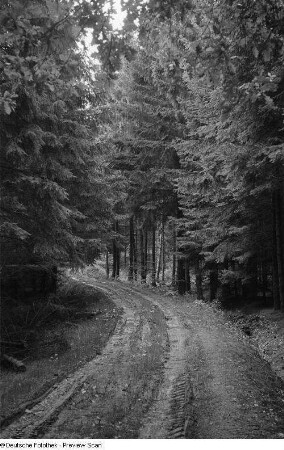 Waldweg