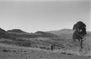 Steineibenrodungszone : Abbruchkante des Chercher-Gebirges mit Steineibenrodungszone (2050 m)