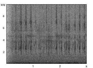 Mittelspecht | Dendrocopos medius - Ruf, Bettelruf