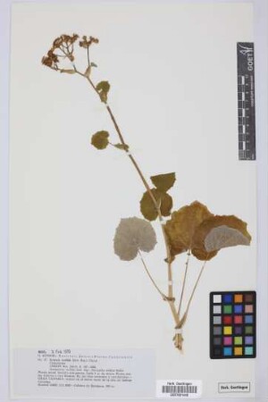Senecio webbii (Sch.Bip.) Christ