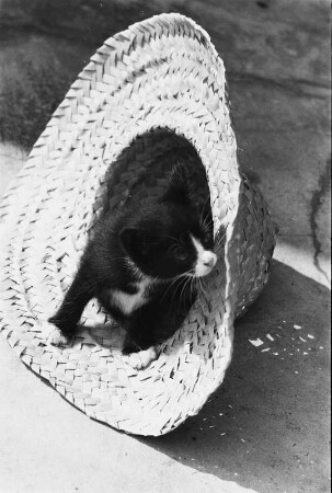 Tiere. Mohrli (Junges Kätzchen in einem Strohhut)