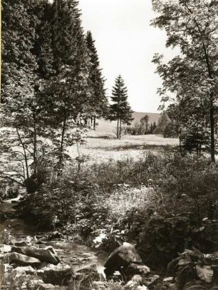 Nähe Oelsengrund, südlich von Bad Gottleuba. Naturschutzgebiet am Sattelberg. Grenzbach