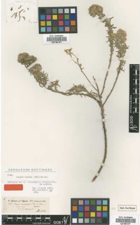 Conyza leucophylla Sch.Bip. ex A.Rich. [syntype]