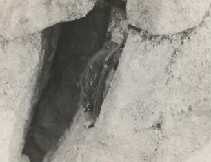 Wasserfledermaus (Myotis daubentonii KUHL.), während der Tagruhe