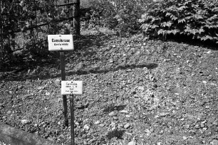 Botanischer Garten. Anpflanzung von Hanf