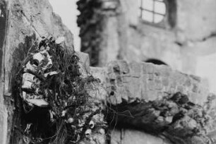 Ruine der Frauenkirche. Detail