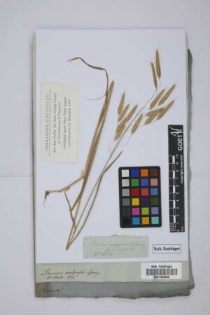 Bromus wolgensis