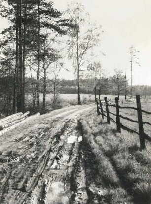 Karswald bei Arnsdorf. Feldweg am Waldrand