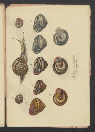 Helix mutabilis