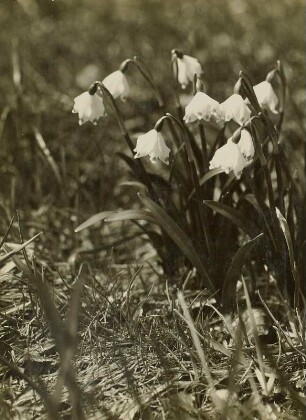 Märzenbecher (Leucojum vernum) im Polenztal