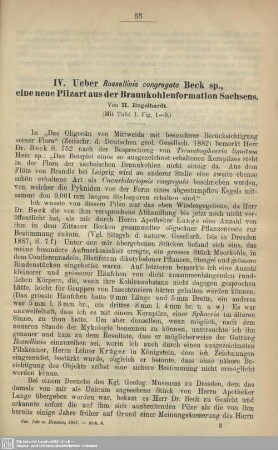 Ueber Rossellinia congregata Beck sp., eine neue Pilzart aus der Braunkohlenformation Sachsen