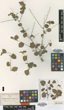 Acalypha pringlei S.Watson [type]