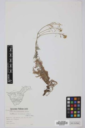 Descurainia millefolia (Jacq.) Webb & Berthel.