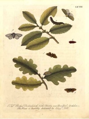 LXVIII.