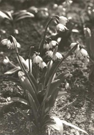 Frühlings-Knotenblume (Leucojum vernum), auch Märzenbecher