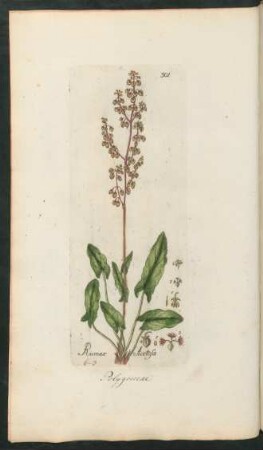 301. Rumex acetosa