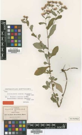 Baccharis hieraciifolia Hemsl.