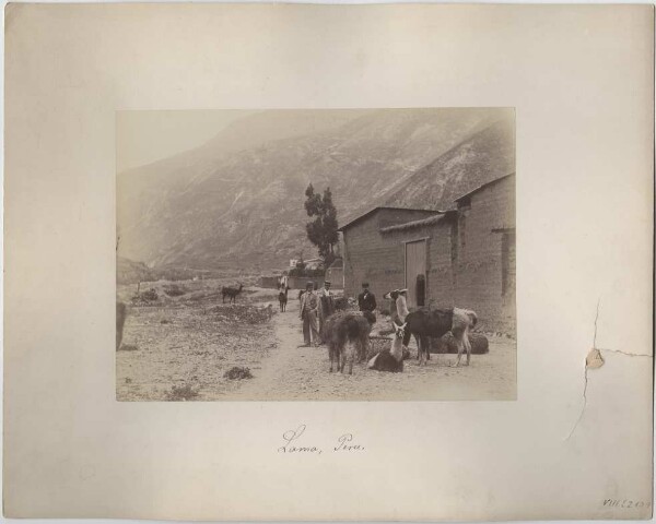 Street scene with llamas in Peru