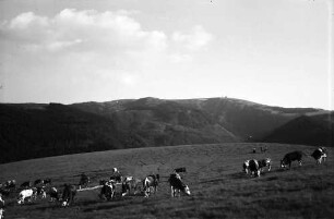 Hinterwaldkopf: Kuhherde; Hintergrund Feldberg