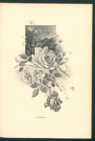 Tafel: Rosenblüten.