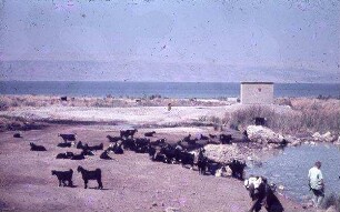 Ain Feschcha [wohl bei Qumran]