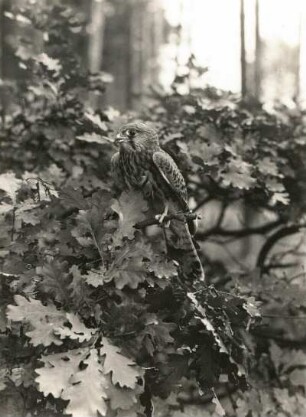 Turmfalke (Falco tinnunculus L.)