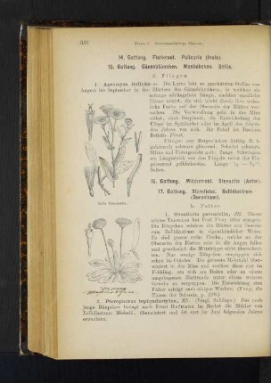 15. Gattung. Gänseblümchen. Masliebchen. Bellis.