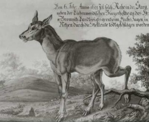 Den 6. Febr. Anno 1621 Ist solch Rehe in der Sara neben der Liebenwerdischen Bürgerholze...