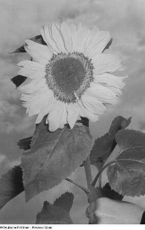 Sonnenblume (mit Blitz fotografiert)