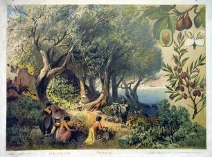 Feigenbaum - Ölbaum - Lorbeerbaum